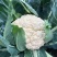 明研65天有钱花青梗松花菜种子优质高产耐热耐湿花菜春秋