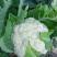 明研65天有钱花青梗松花菜种子优质高产耐热耐湿花菜春秋