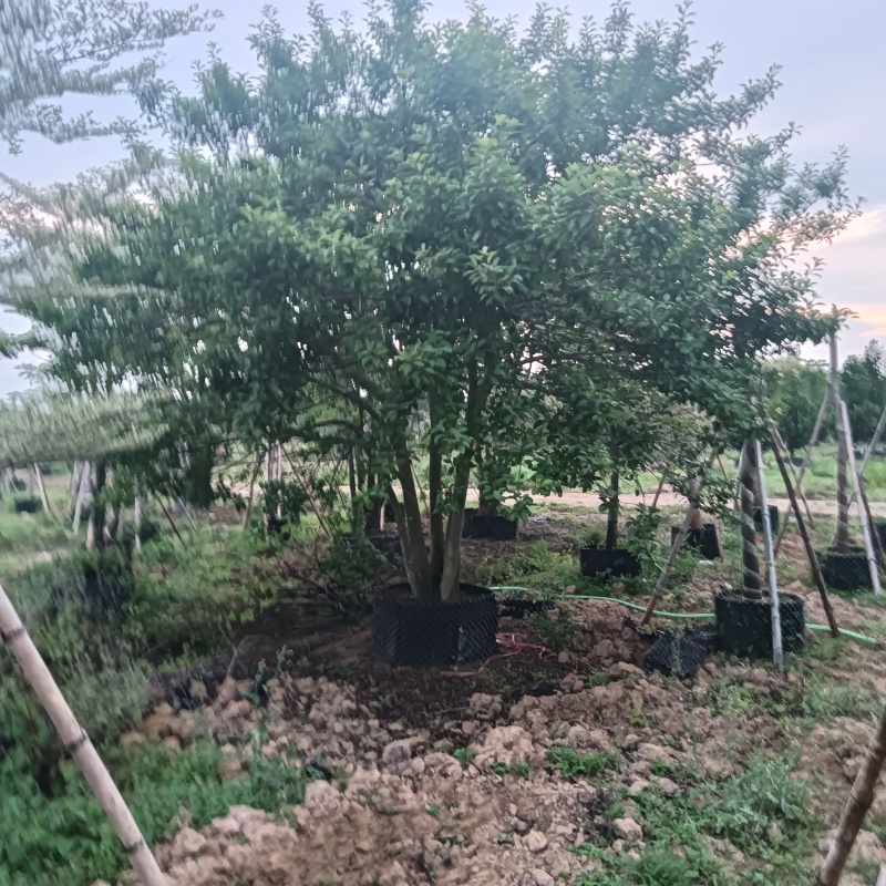 铁冬青原生苗各种规格移植苗，袋苗围板苗