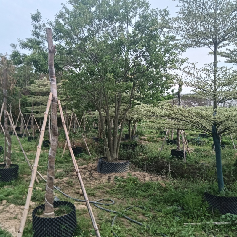 铁冬青原生苗各种规格移植苗，袋苗围板苗