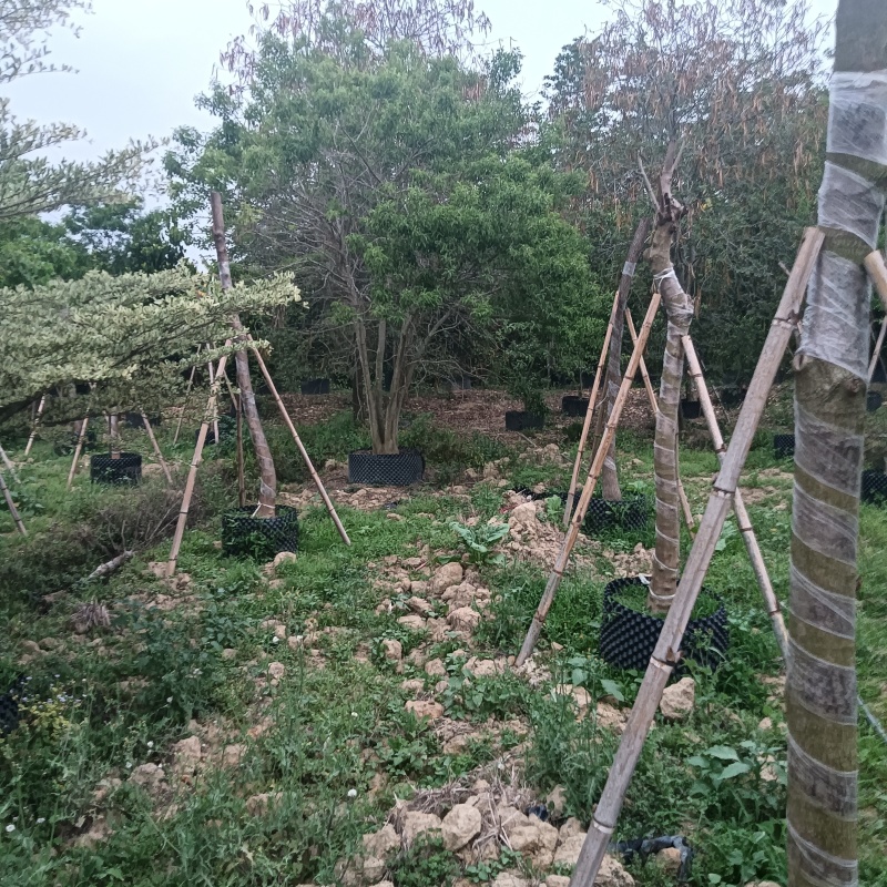 铁冬青原生苗各种规格移植苗，袋苗围板苗