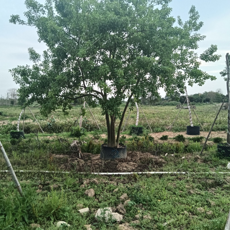 铁冬青原生苗各种规格移植苗，袋苗围板苗