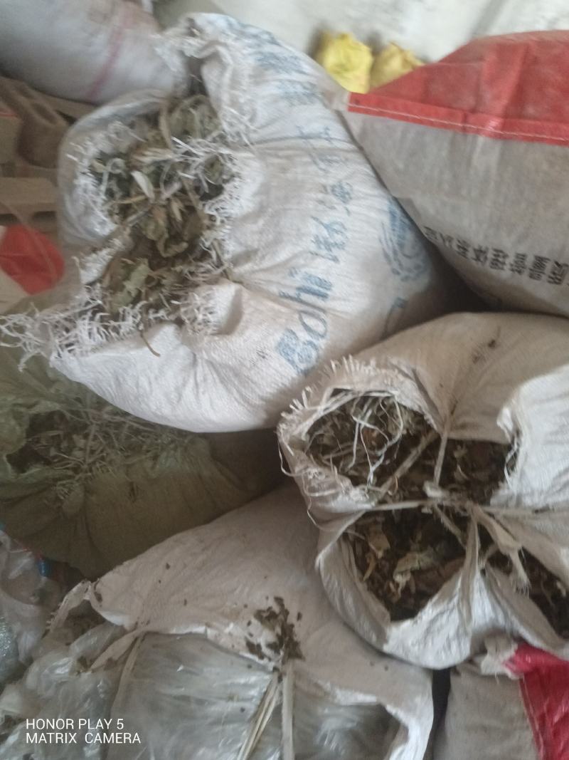 紫珠，大叶紫珠，裸花紫株