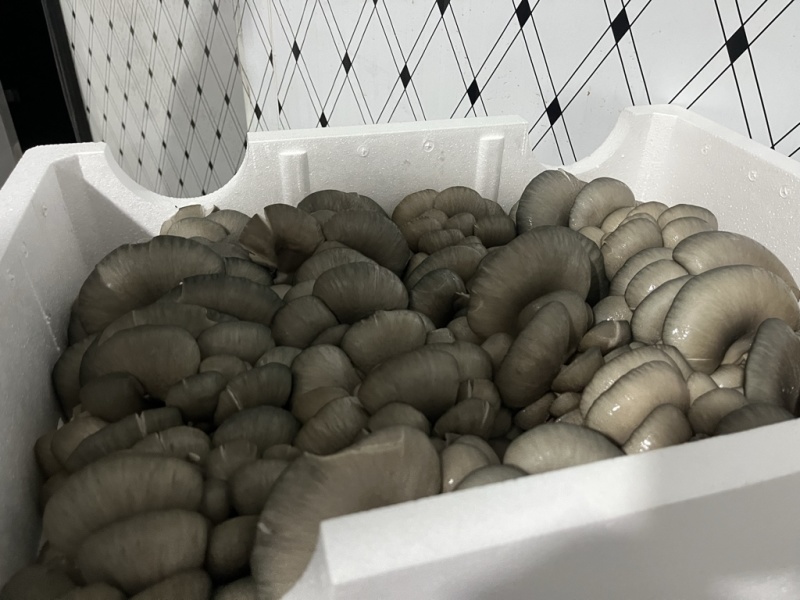 产地直发二茬鲜平菇