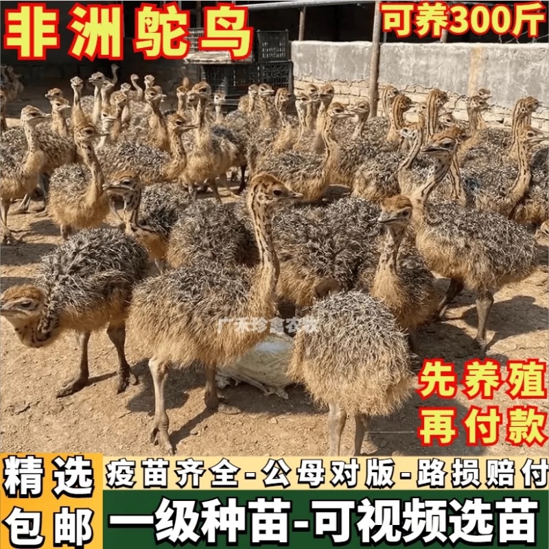 非洲大种鸵鸟幼苗公母一对非洲鸵鸟脱温鸵鸟300斤