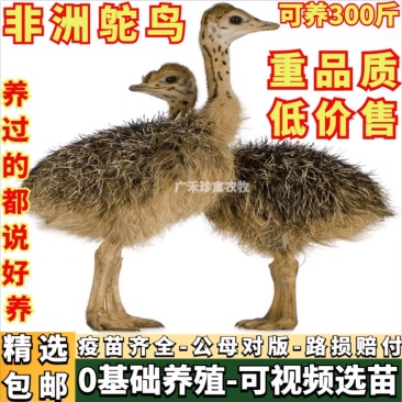 非洲大种鸵鸟幼苗公母一对非洲鸵鸟脱温鸵鸟300斤