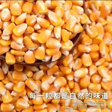 玉米，干玉米粒。袋装散装容重720以上。净粮无霉变。水分13