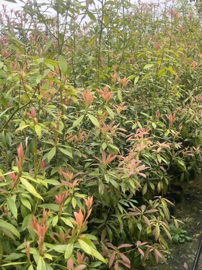 金丝楠木袋苗各种规格移植袋苗现货供应