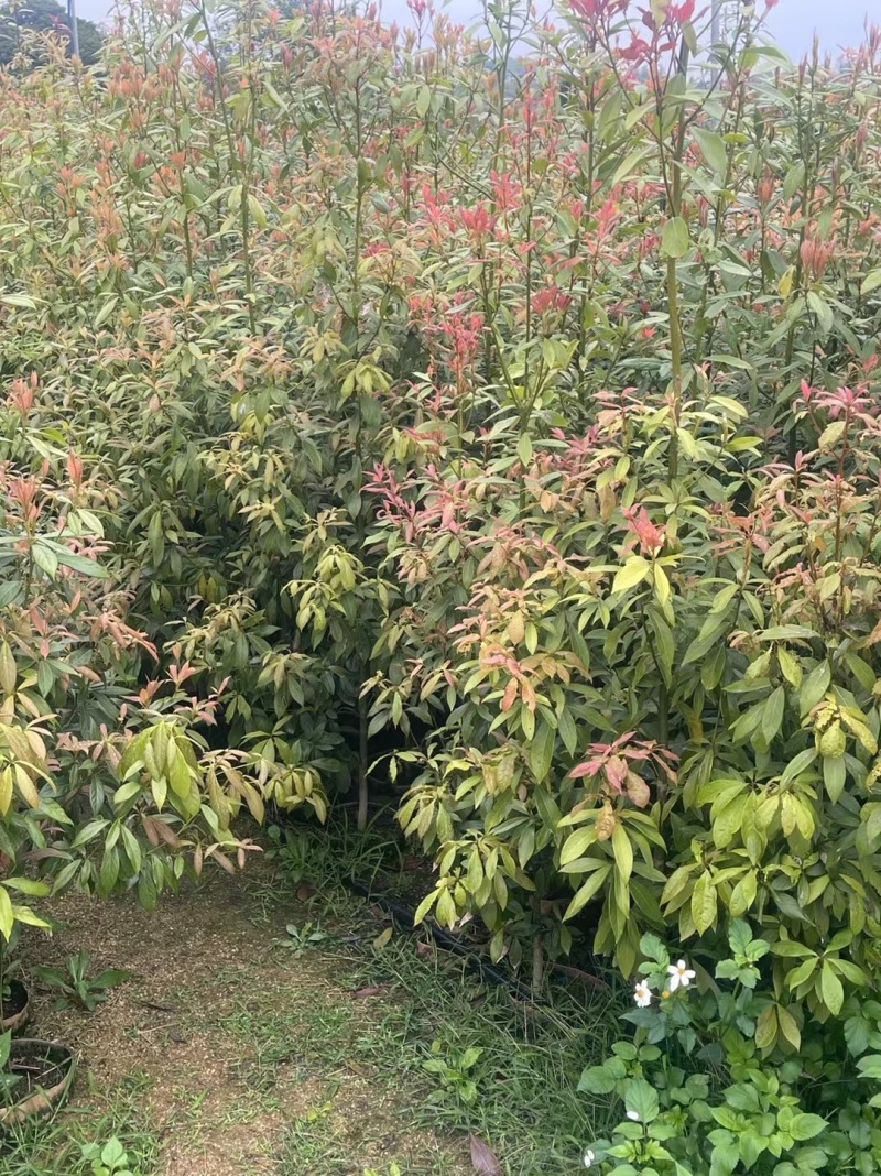 金丝楠木袋苗各种规格移植袋苗现货供应