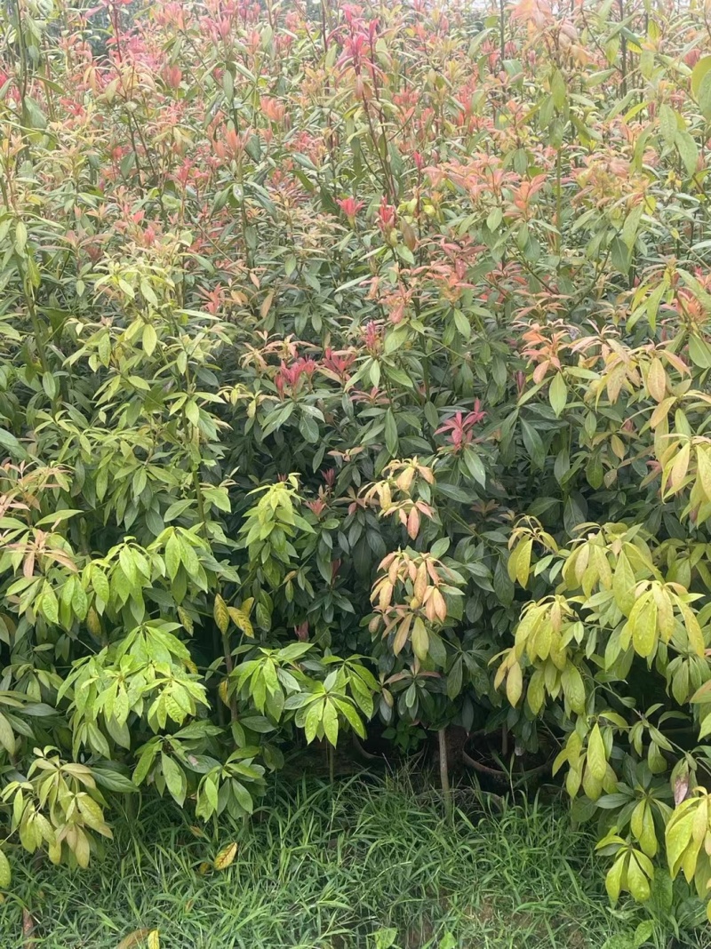 金丝楠木袋苗各种规格移植袋苗现货供应
