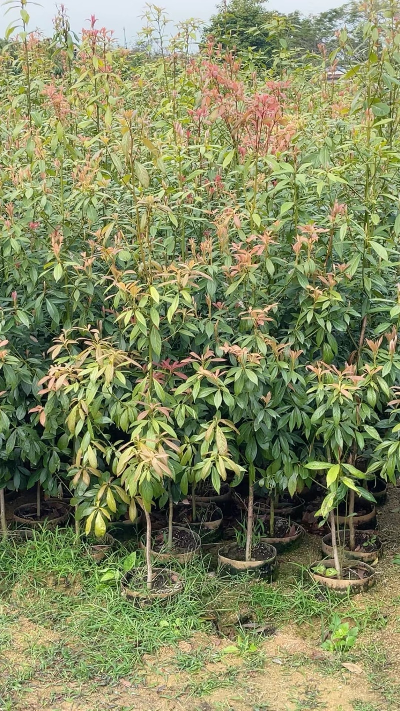 金丝楠木袋苗各种规格移植袋苗现货供应