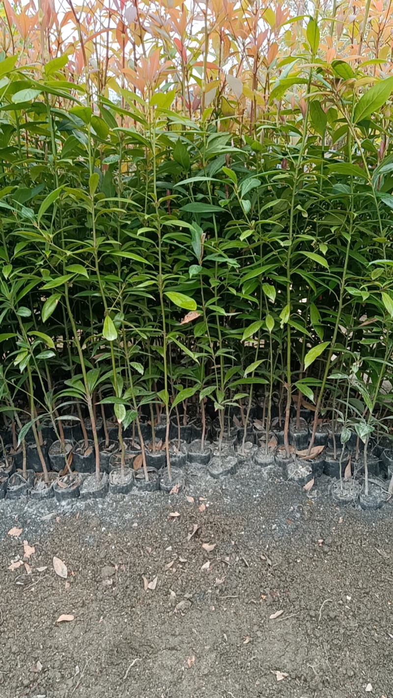 金丝楠木袋苗各种规格移植袋苗现货供应