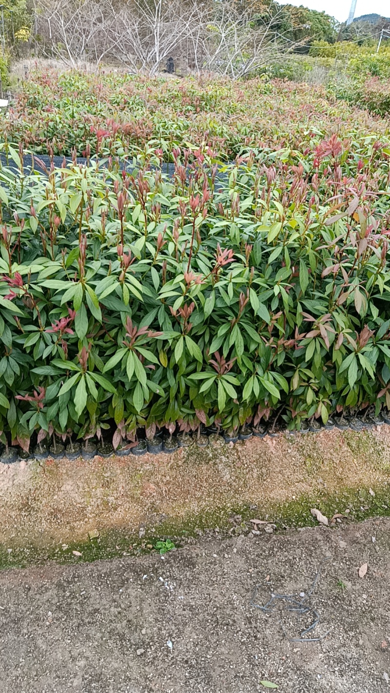 金丝楠木袋苗各种规格移植袋苗现货供应