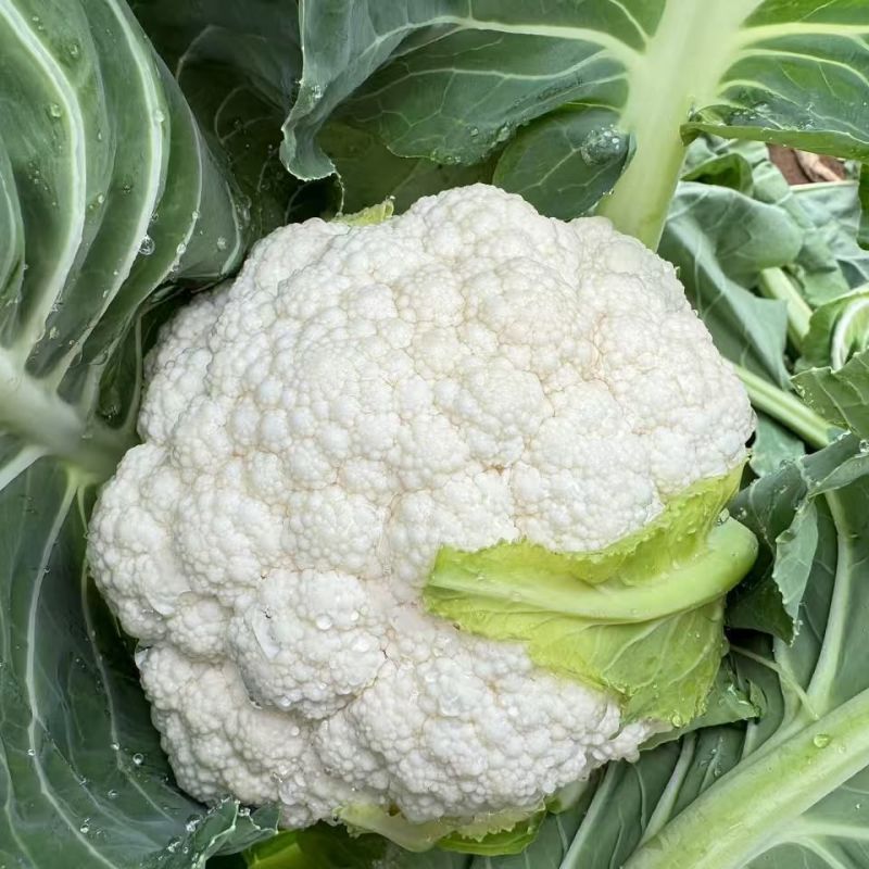 明研80天有钱花青梗松花菜种子蔬菜种子高产耐热耐湿商品性