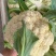 明研80天有钱花青梗松花菜种子蔬菜种子高产耐热耐湿商品性