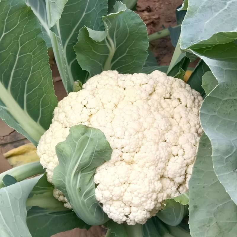 明研80天有钱花青梗松花菜种子蔬菜种子高产耐热耐湿商品性