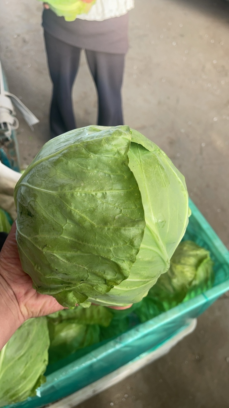 精品甘蓝中甘甘蓝基地一手货源对接电商市场商超