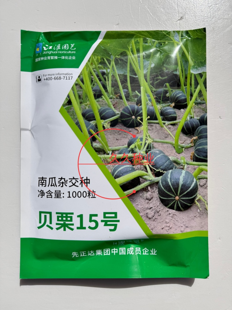 贝栗15号绿贝贝南瓜种子高产正宗板栗小南瓜种籽西洋型贝贝
