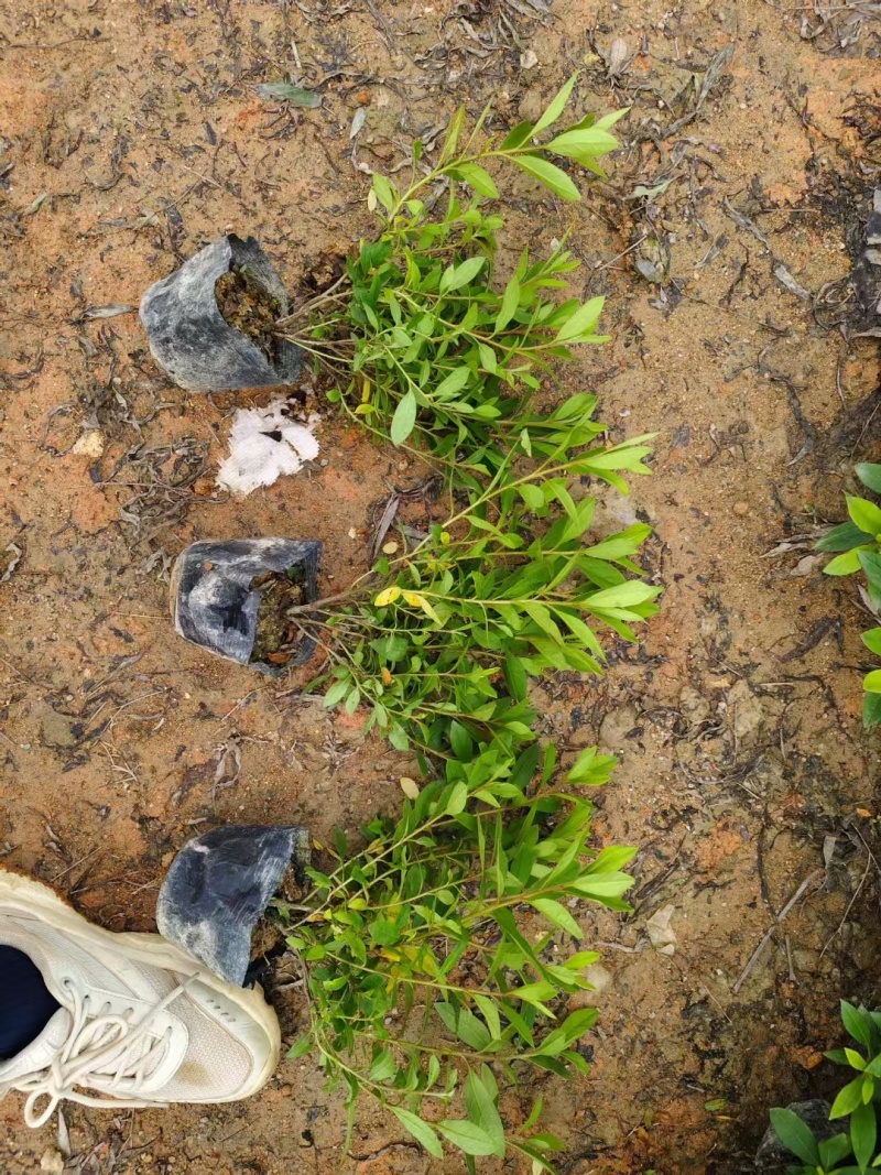 毛杜鹃七斤袋25~30高度，苗基地多种规格大量低价出售