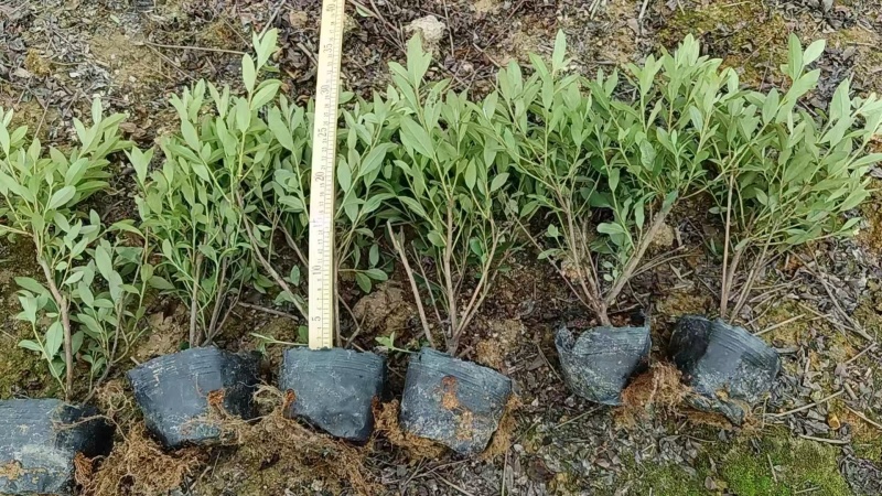 毛杜鹃七斤袋25~30高度，苗基地多种规格大量低价出售