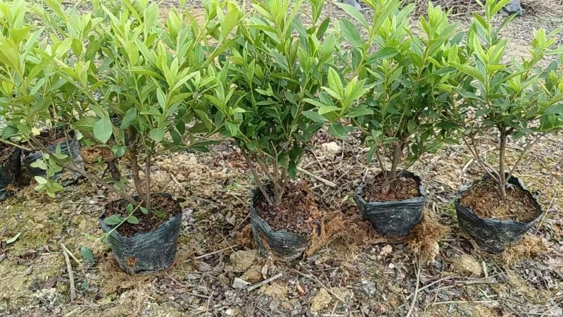 毛杜鹃七斤袋25~30高度，苗基地多种规格大量低价出售