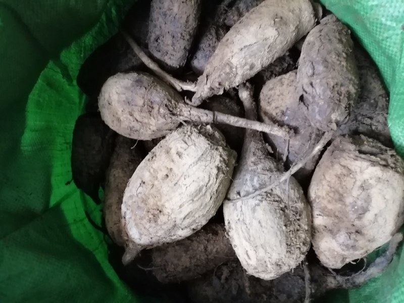 新鲜紫茉莉根，入地老鼠，质量保证，量大从优