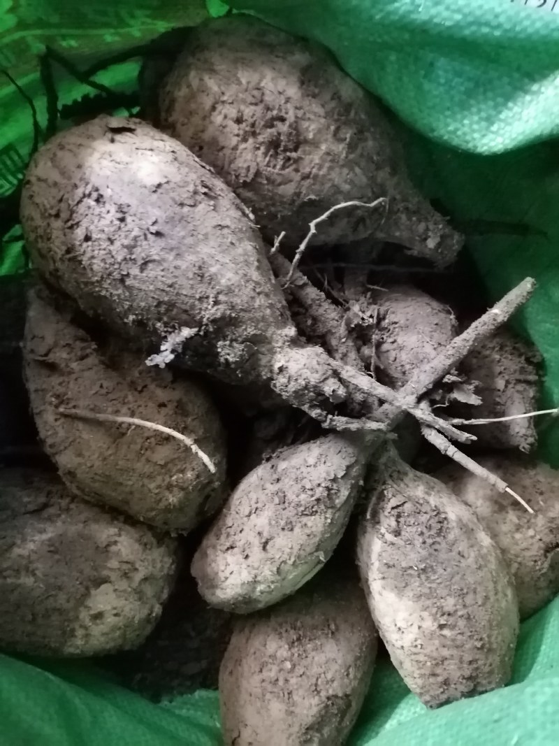新鲜紫茉莉根，入地老鼠，质量保证，量大从优