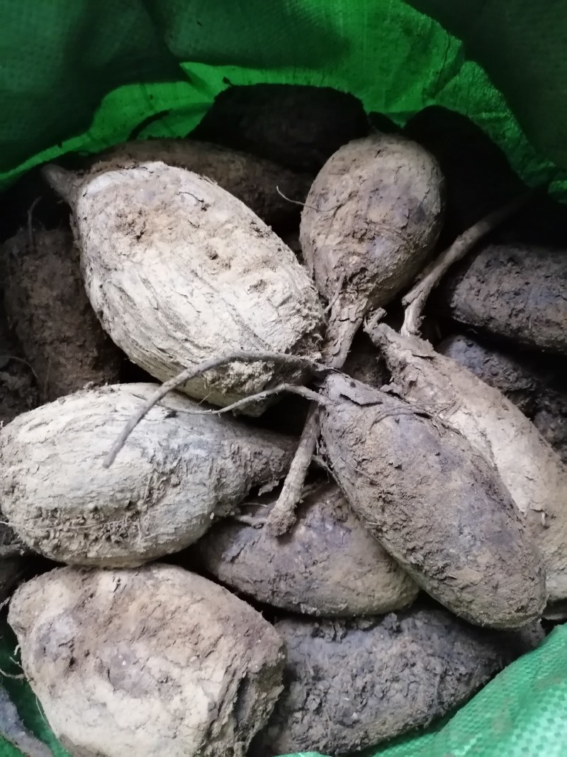 新鲜紫茉莉根，入地老鼠，质量保证，量大从优