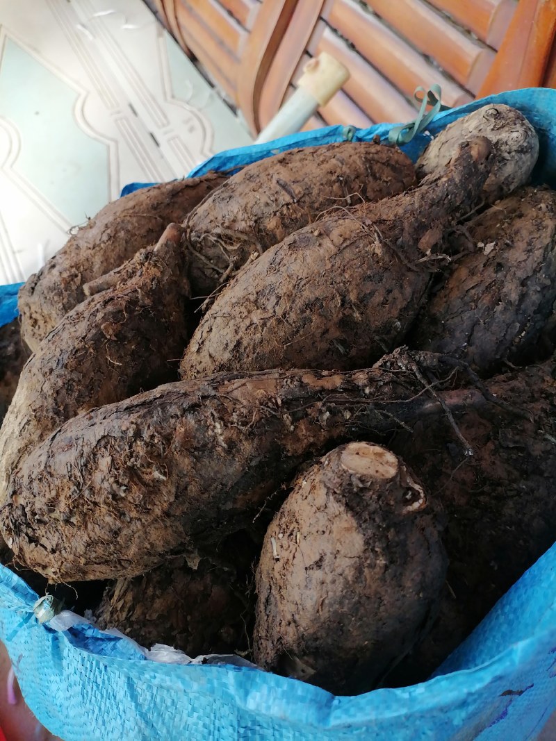 新鲜紫茉莉根，入地老鼠，质量保证，量大从优
