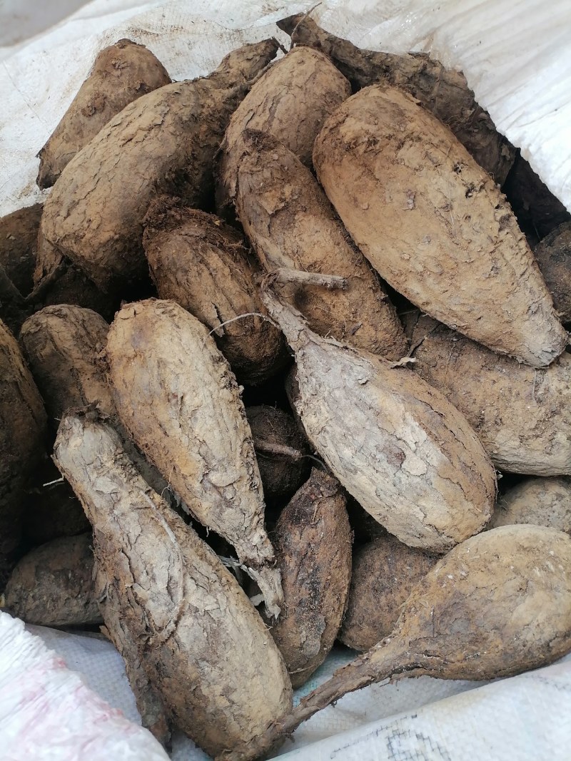 新鲜紫茉莉根，入地老鼠，质量保证，量大从优