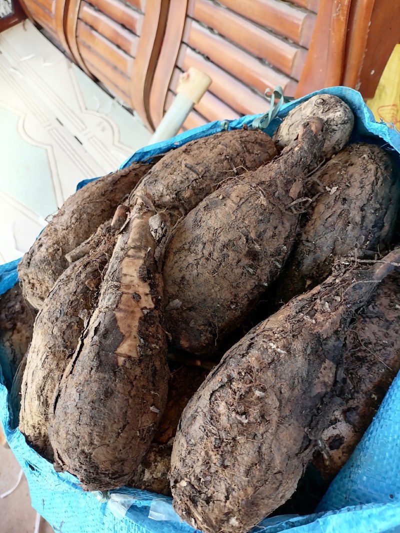 新鲜紫茉莉根，入地老鼠，质量保证，量大从优