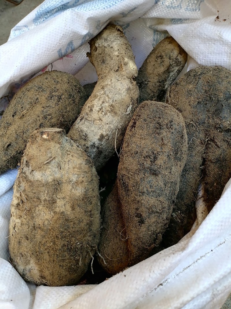 新鲜紫茉莉根，入地老鼠，质量保证，量大从优