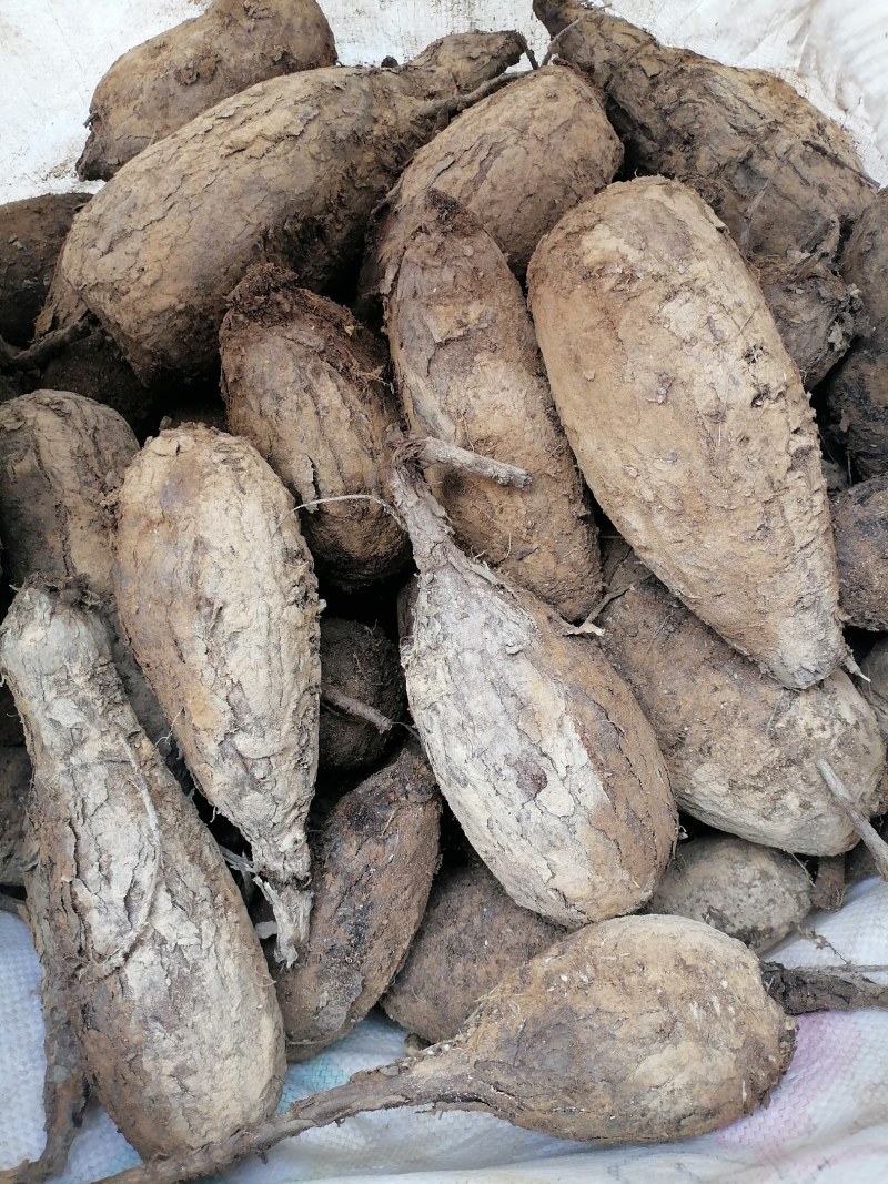 新鲜紫茉莉根，入地老鼠，质量保证，量大从优