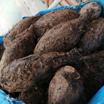 新鲜紫茉莉根，入地老鼠，质量保证，量大从优