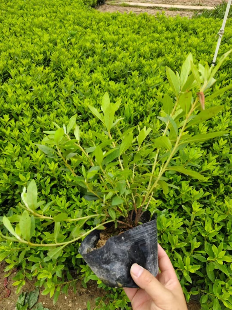 毛杜鹃七斤袋25~30高度，苗基地多种规格大量低价出售
