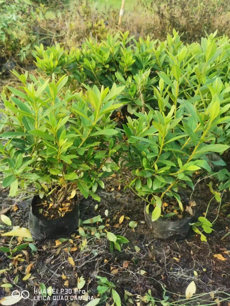 毛杜鹃七斤袋25~30高度，苗基地多种规格大量低价出售
