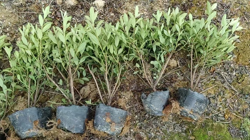 毛杜鹃七斤袋25~30高度，苗基地多种规格大量低价出售