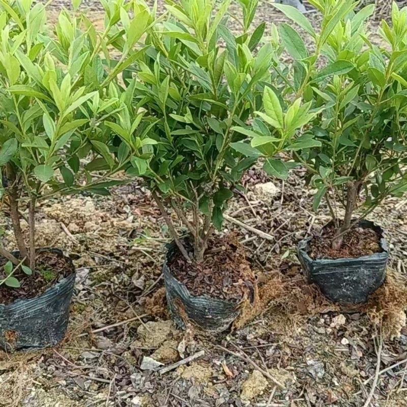 毛杜鹃七斤袋25~30高度，苗基地多种规格大量低价出售