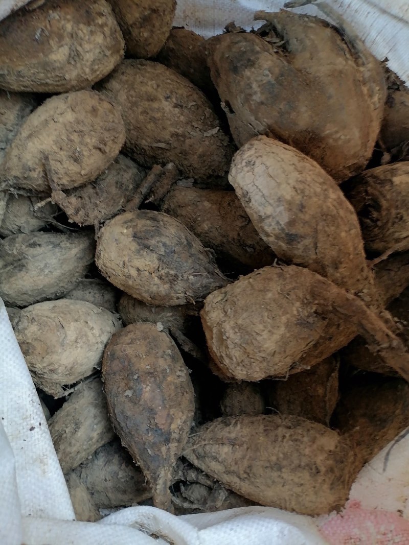 新鲜紫茉莉根，入地老鼠，质量保证，量大从优