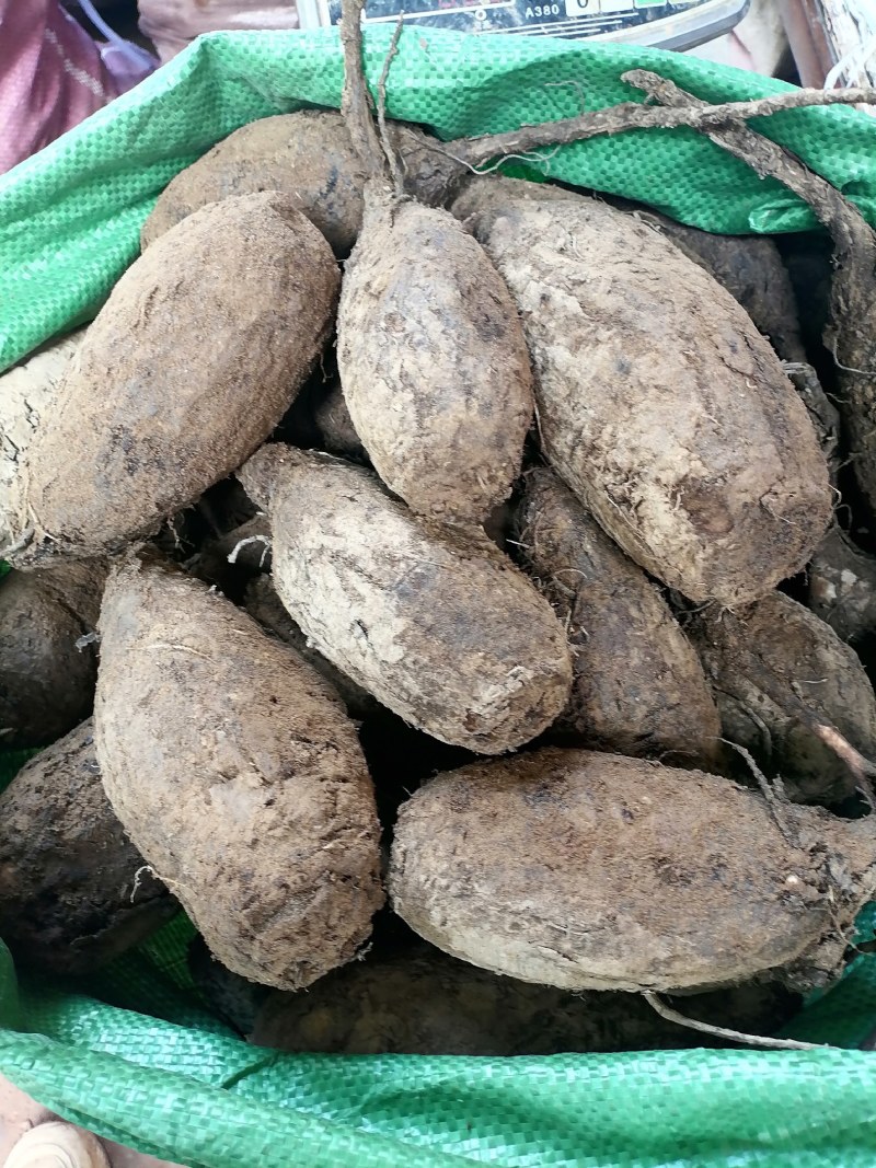 新鲜紫茉莉根，入地老鼠，质量保证，量大从优