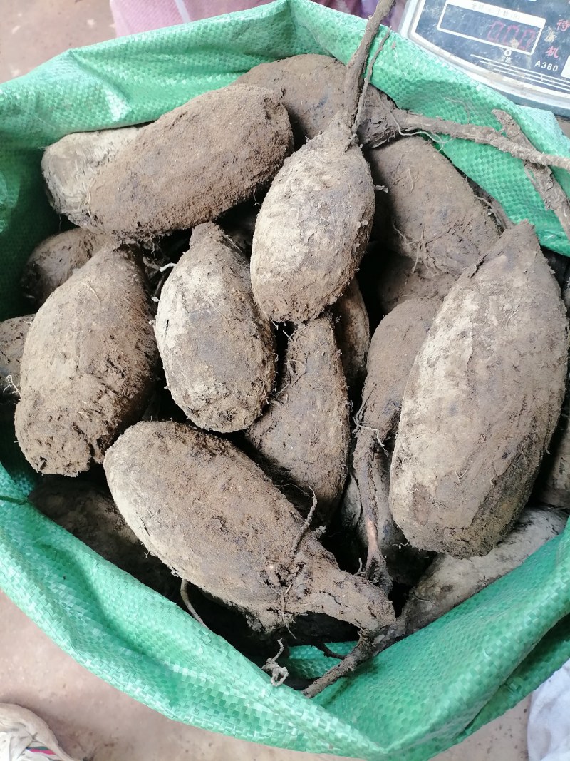 新鲜紫茉莉根，入地老鼠，质量保证，量大从优