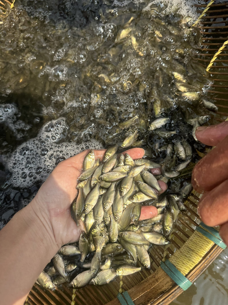 鲫鱼苗中科五号彭泽鲫鱼抗病毒生长速度快产量高规格齐全