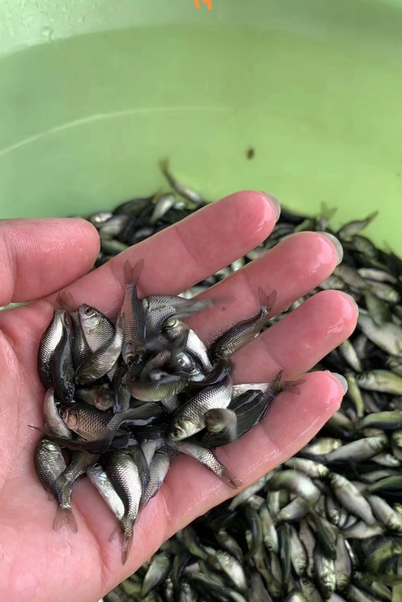 鲫鱼苗中科五号彭泽鲫鱼抗病毒生长速度快产量高规格齐全