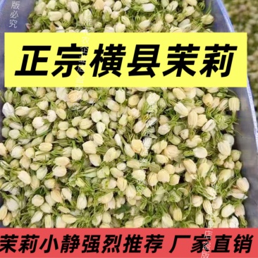 正宗横县茉莉花干原产地直销**诊所药店批发价
