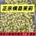 正宗横县茉莉花干原产地直销**诊所药店批发价
