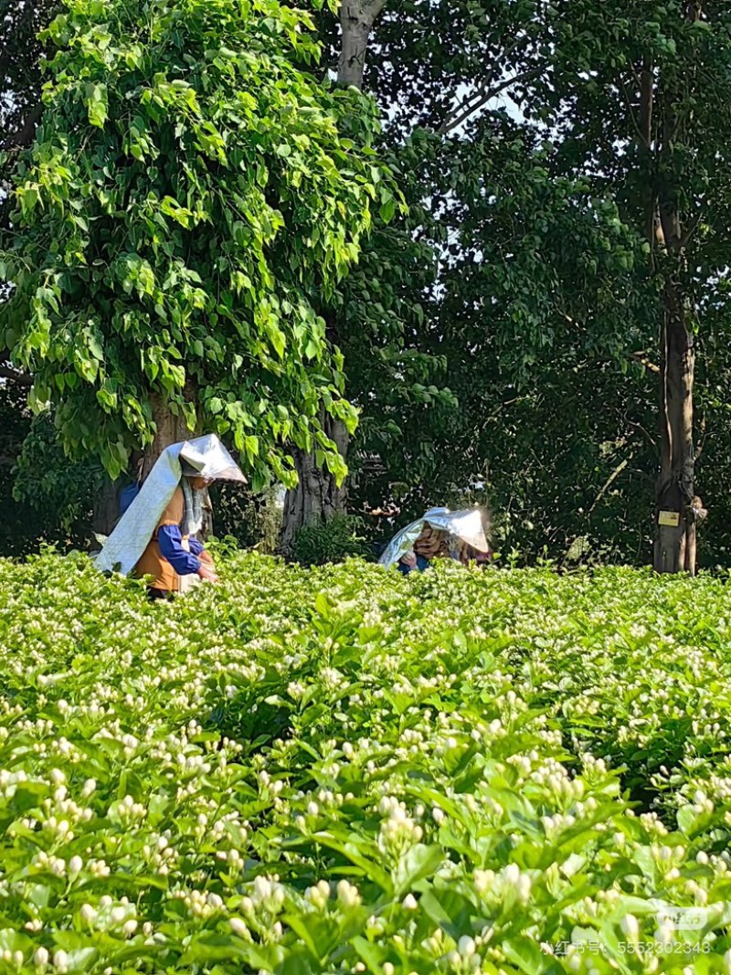 正宗横县茉莉花干原产地直销**诊所药店批发价