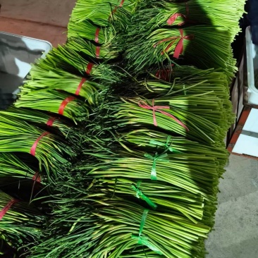 山东聊城产地红帽蒜苔大量上市全网对接市场商超食品厂电商