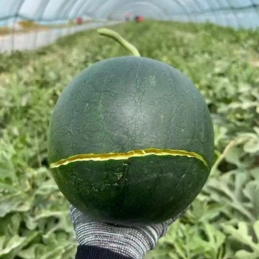 黑金西瓜上海西瓜，一手货源，量大从优，可对接电商商超等
