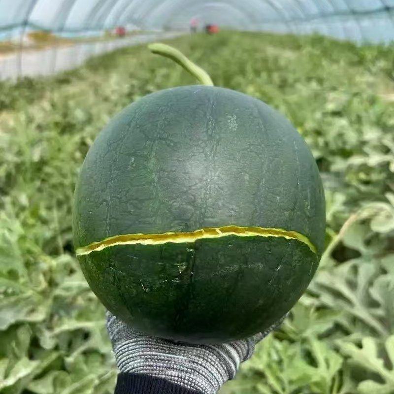 黑金西瓜上海西瓜，一手货源，量大从优，可对接电商商超等