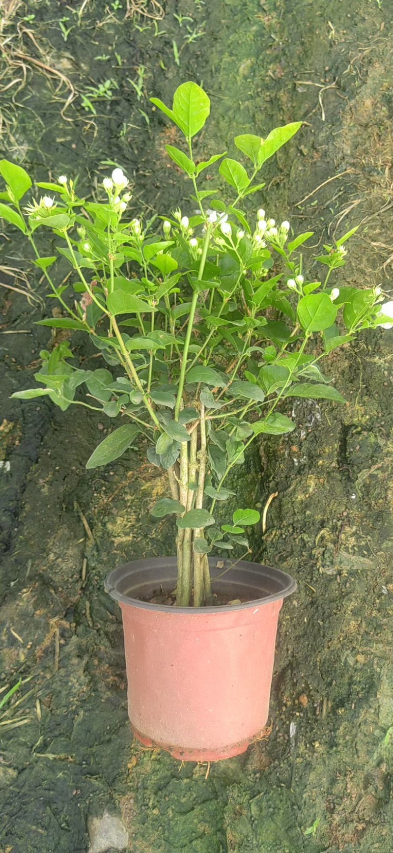 横县茉莉花盆栽带苞发货原产地直销